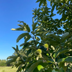 May include: A chestnut tree branch with green, serrated leaves and several spiky, light green chestnut burrs. The branch is set against a clear, bright blue sky, with a blurred green field and distant trees visible in the lower background.