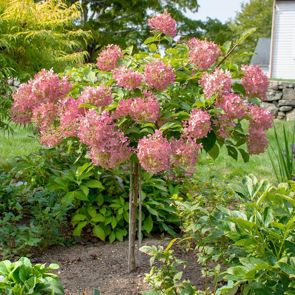 Hydrangea paniculata 'Phantom' | Tree Form Hydrangea | 3 TO 4 FEET TALL