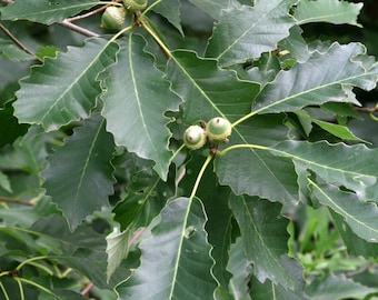 May include: Close-up of oak tree leaves and acorns. The leaves are a deep green with a textured surface and a wavy edge. Several green acorns are visible, attached to the branches. The background is blurred, emphasizing the foliage.