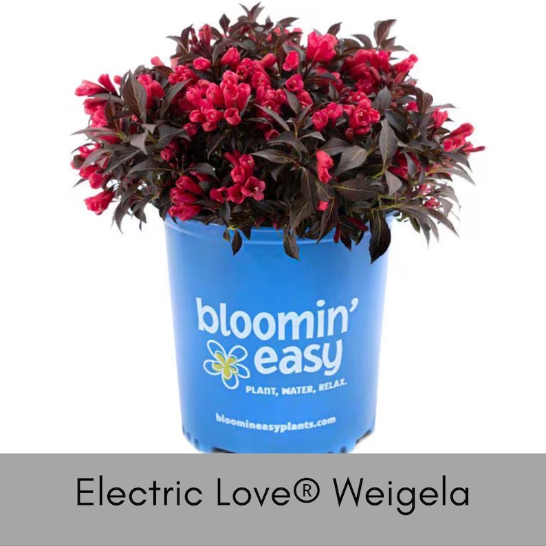 Bloomin' Easy Electric Love Weigela