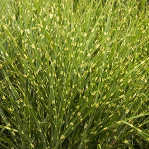 Porcupine Grass | Miscanthus sinensis &#39;Strictus&#39; | Gold-Banded Ornamental Quart or 3 Gallon Container | Deer Resistant & Drought Tolerant