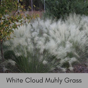 May include: A lush display of White Cloud Muhly Grass, featuring feathery, white plumes that create a cloud-like effect. The image showcases the ornamental grass in a natural outdoor setting, with green foliage in the background. The text "White Cloud Muhly Grass" is displayed at the bottom.