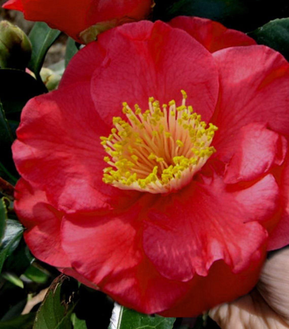 SALE GREENSBORO RED Camellia Japonica 1 gallon plant | Etsy