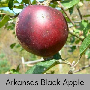 Home Grown Apples, Edible Fruit, Apple Pies, 4 Varieties to Choose ...