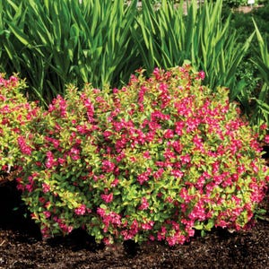 Strobe® Weigela – Vibrant Color-Changing Foliage & Blooms by Bloomin&#39; Easy®