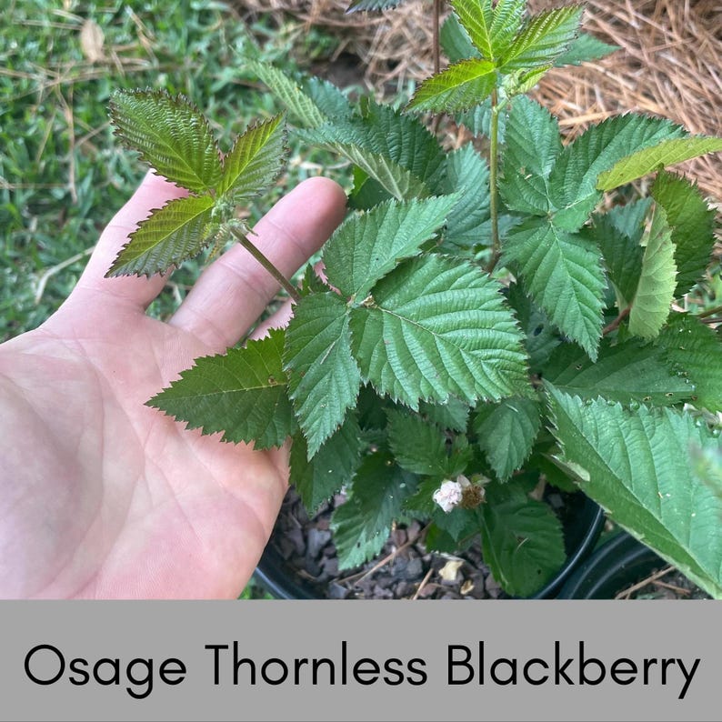 May include: A close-up of a blackberry plant with vibrant green leaves. The leaves have a serrated edge and are arranged in clusters. The text "Osage Thornless Blackberry" is displayed at the bottom of the image.