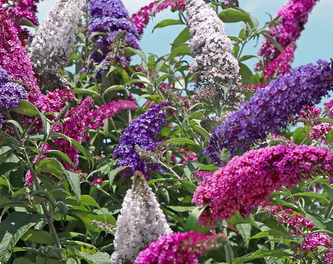 100 Mixed Butterfly Bush Seeds Buddleja Davidii Purple-red - Etsy
