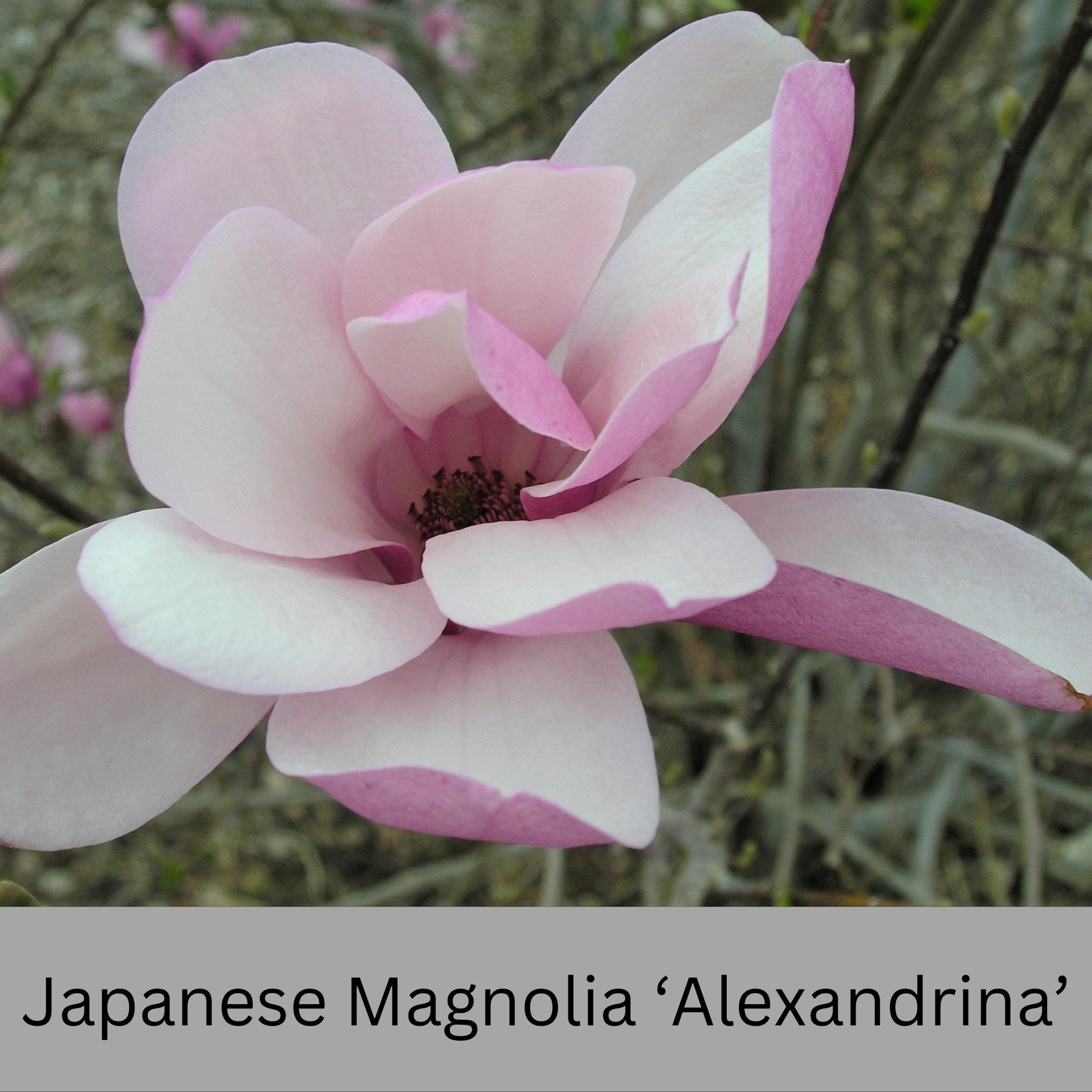 Japanese Magnolia 'alexandrina' | Pink Flowers | 3 Gallon Plant