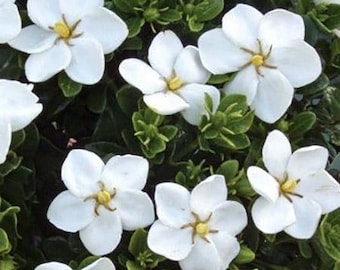 KLEIMS HARDY GARDENIA | White Fragrant Flowers | 2 Sizes to Choose | Free Shipping