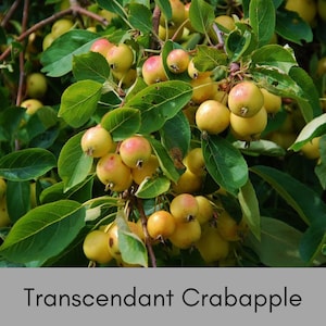 Transcendent Crabapple Tree | Malus ‘Transcendent’ | Heirloom Jelly & Cider Apple