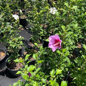 Purple Pillar® Rose of Sharon (Hibiscus syriacus)