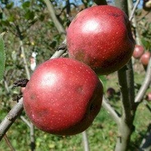 May include: Two ripe, red apples hang from a tree branch, with a few green leaves visible. The apples have a glossy sheen and a speckled texture, suggesting a fresh harvest. The background shows more branches and a glimpse of other apples.
