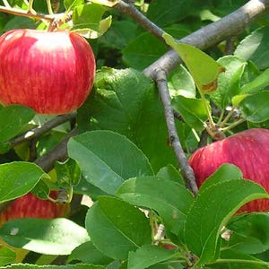 Johnson Keeper Apple Tree (Malus domestica ‘Johnson Keeper’) – Heirloom Long-Keeping Apple – 4×4×10″ Container