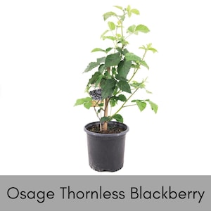Osage Thornless Blackberry Plant | Edible Fruit | Pesticide Free 1 Gallon Size Bush | Garden Gift, Starter Plants | Honey Bees Friend 1 PLANT
