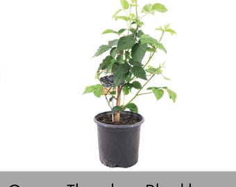 Osage Thornless Blackberry Plant | Edible Fruit | Pesticide Free 1 Gallon Size Bush | Garden Gift, Starter Plants | Honey Bees Friend