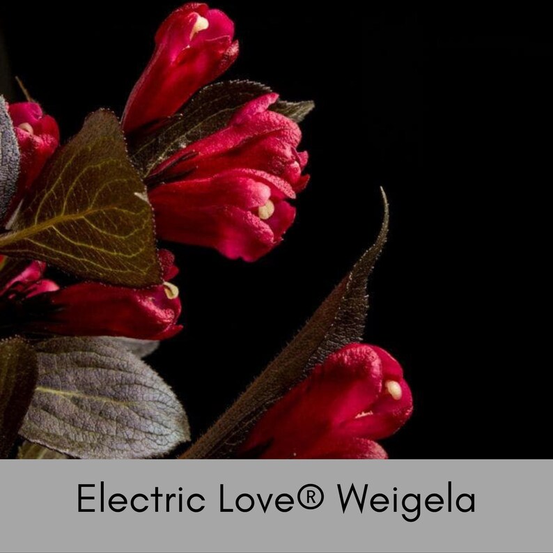 Bloomin' Easy Electric Love Weigela - Thumbnail 4