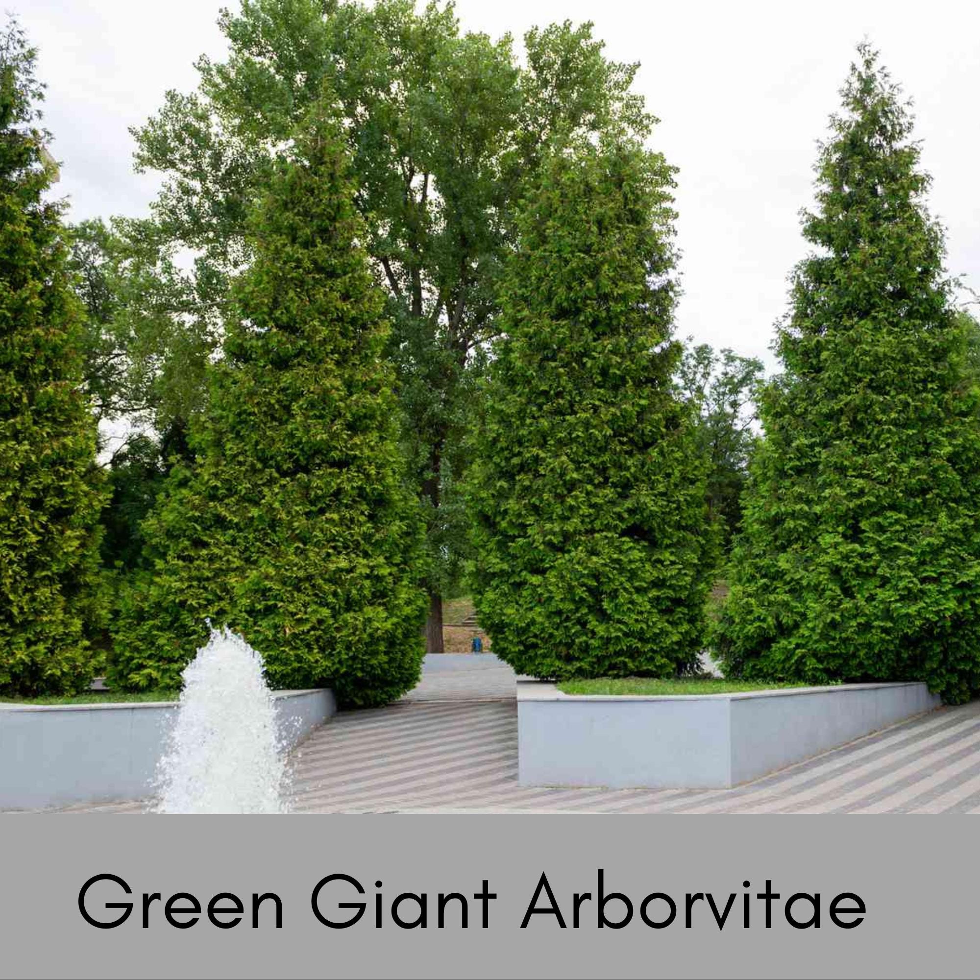 TUERVAS GIGANTES VERDES / ¡4 árboles por pedido! / \, image size:2000x2000