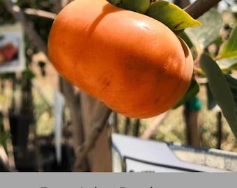 FUYU PERSIMMON | Free Shipping on all Grafted persimmon | Asian Fruit tree that is self pollinating, dried fruits, Buy 4 to a box and SAVE!!