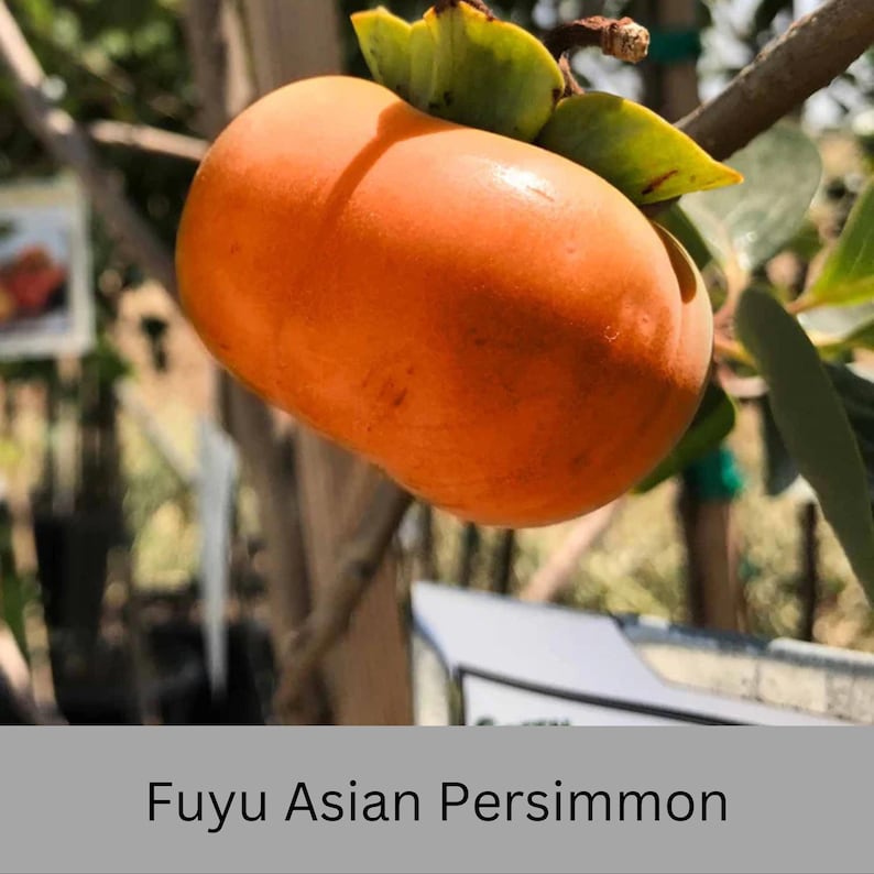 May include: A ripe orange Fuyu Asian Persimmon hanging from a tree branch.