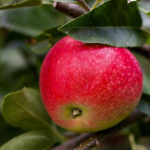 Freedom Apple Tree (Malus domestica) – Disease Resistant Fruit Tree – Shipped in 4x4x10 inch Container