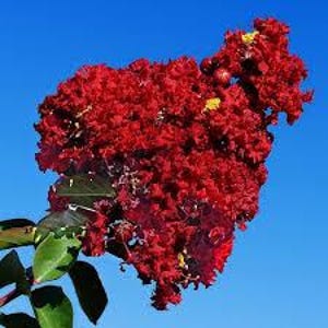 Princess Holly Ann Crape Myrtle | Dwarf Red Crape Myrtle | Disease Resistant Shrub | Bloomin&#39; Easy®