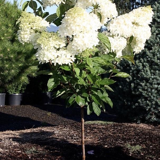 Phantom Hydrangea Plant | Large White Panicle Hydrangea | Hardy ...