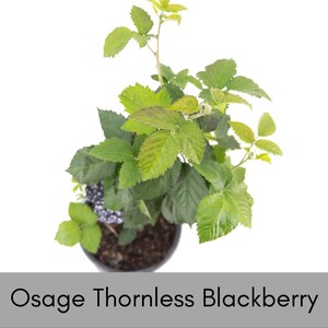 May include: A potted Osage thornless blackberry plant with vibrant green serrated leaves and a single cluster of dark purple berries growing in dark soil within a black container, labeled Osage Thornless Blackberry.