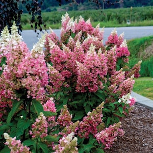 Candelabra® Hardy Hydrangea – Towering Blooms from Summer to Fall