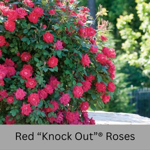 May include: A dense shrub featuring numerous vibrant red Knock Out roses in full bloom. The plant is covered with deep green serrated leaves and many small flower buds. The text Red "Knock Out"® Roses is printed at the bottom of the image.