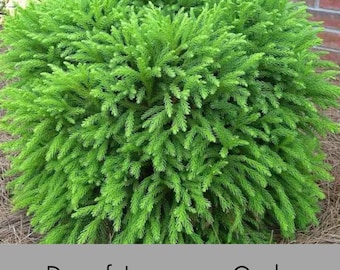 Dwarf Japanese Cedar | Cryptomeria Globosa | Available 3 Different Sizes | Free Shipping