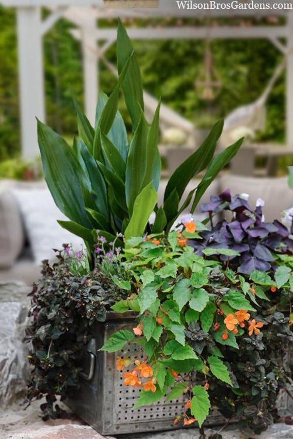 anthurium winter Anthurium peltigerum main image 1