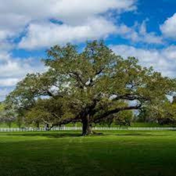 Live Oak Trees Etsy