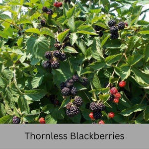 May include: A blackberry bush with clusters of dark purple, ripe blackberries and smaller, bright red unripe berries. The plant features serrated green leaves and stems. The text Thornless Blackberries is printed at the bottom of the image.