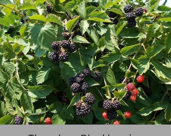 May include: A blackberry bush with clusters of dark purple, ripe blackberries and smaller, bright red unripe berries. The plant features serrated green leaves and stems. The text Thornless Blackberries is printed at the bottom of the image.