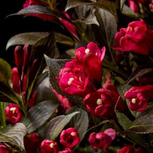 Electric Love® Weigela – Compact Red-Blooming Shrub by Bloomin&#39; Easy® for Modern Gardens