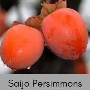 Asian Persimmon Tree – Sweet, Seedless Fruit | Cold-Hardy, Grafted Tree for Home Gardens | Matsumoto, Hachiya, Saijo, Jiro Fuyu