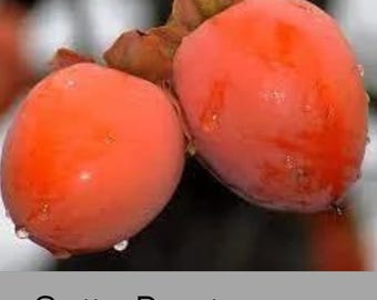 Asian Persimmon Tree – Sweet, Seedless Fruit | Cold-Hardy, Grafted Tree for Home Gardens | Matsumoto, Hachiya, Saijo, Jiro Fuyu