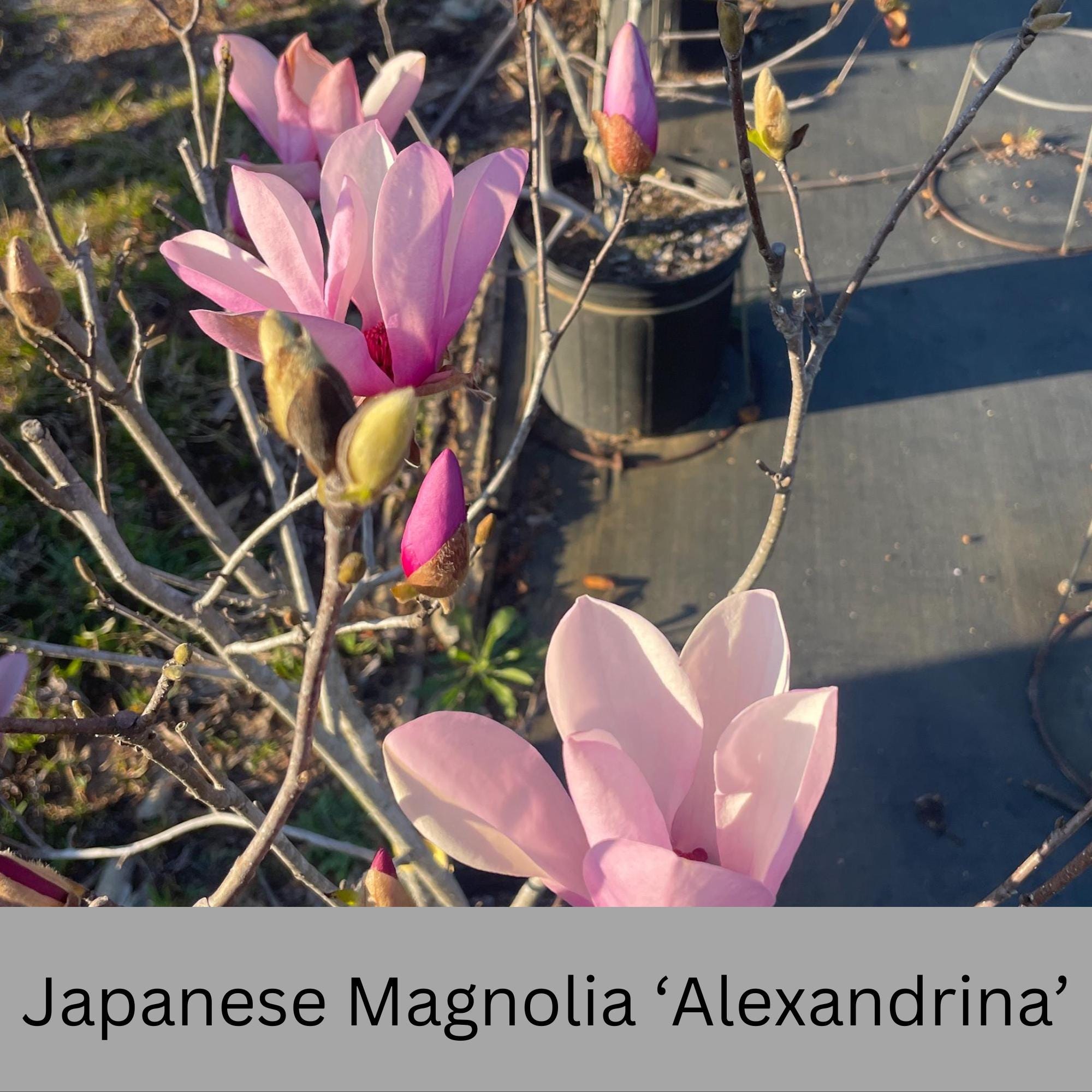 Japanese Magnolia 'alexandrina' | Pink Flowers | 3 Gallon Plant