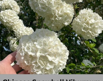 Chinese Snowball Viburnum, Large White Blooms, Fast Growing, brassica oleracea, Perfect for Gardens, 3 Gallon Size, easy to grow, Mom gifts