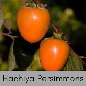 May include: Two bright orange Hachiya persimmons hang from a branch with green leaves. The persimmons have a smooth skin and are a vibrant orange color. The text "Hachiya Persimmons" is displayed at the bottom of the image.
