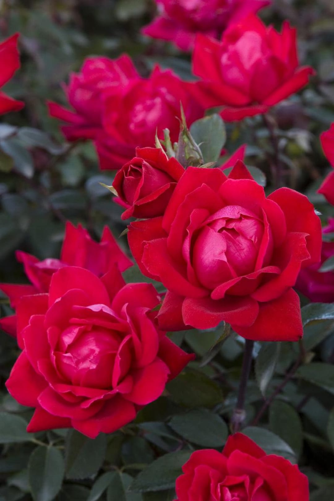 RED Knock Out Rose Disease Resistant Free Shipping Quart Size ...