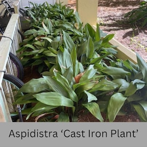 May include: A close-up of a group of Aspidistra plants, also known as Cast Iron Plants, with dark green leaves. The plants are growing in a row along a wall.