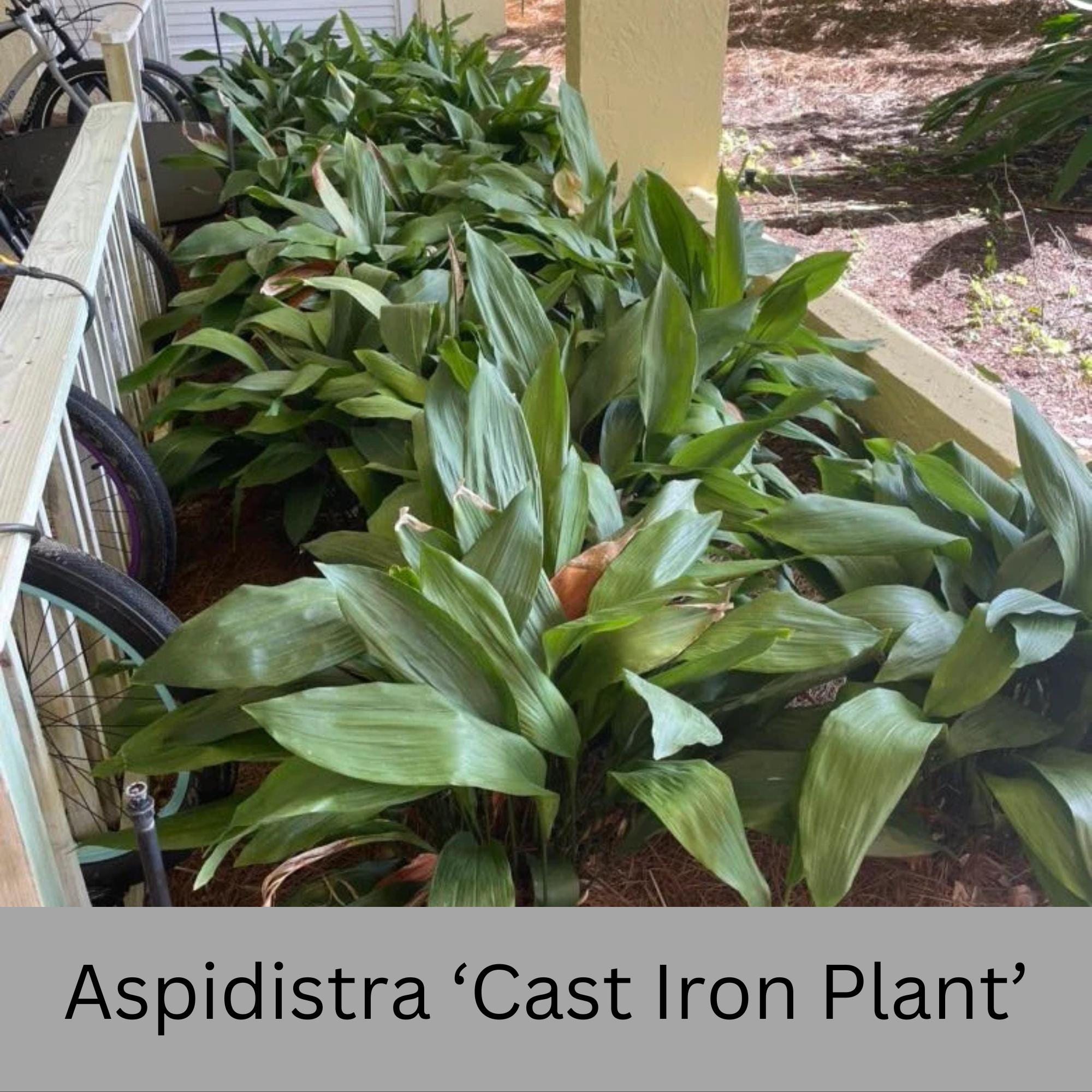 Cast Iron Plant | 1 and 3 Gallon Size | Aspidistra Elatior | House Plant |  Easy to Grow Shade Perennial | Evergreen | Container Garden Gifts - Etsy