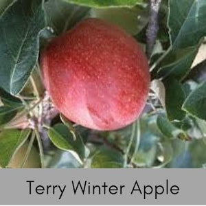 Terry Winter Apple Tree – 3'-4' Tree in Air-Pruning Pot | Heirloom Southern Apple | Malus domestica