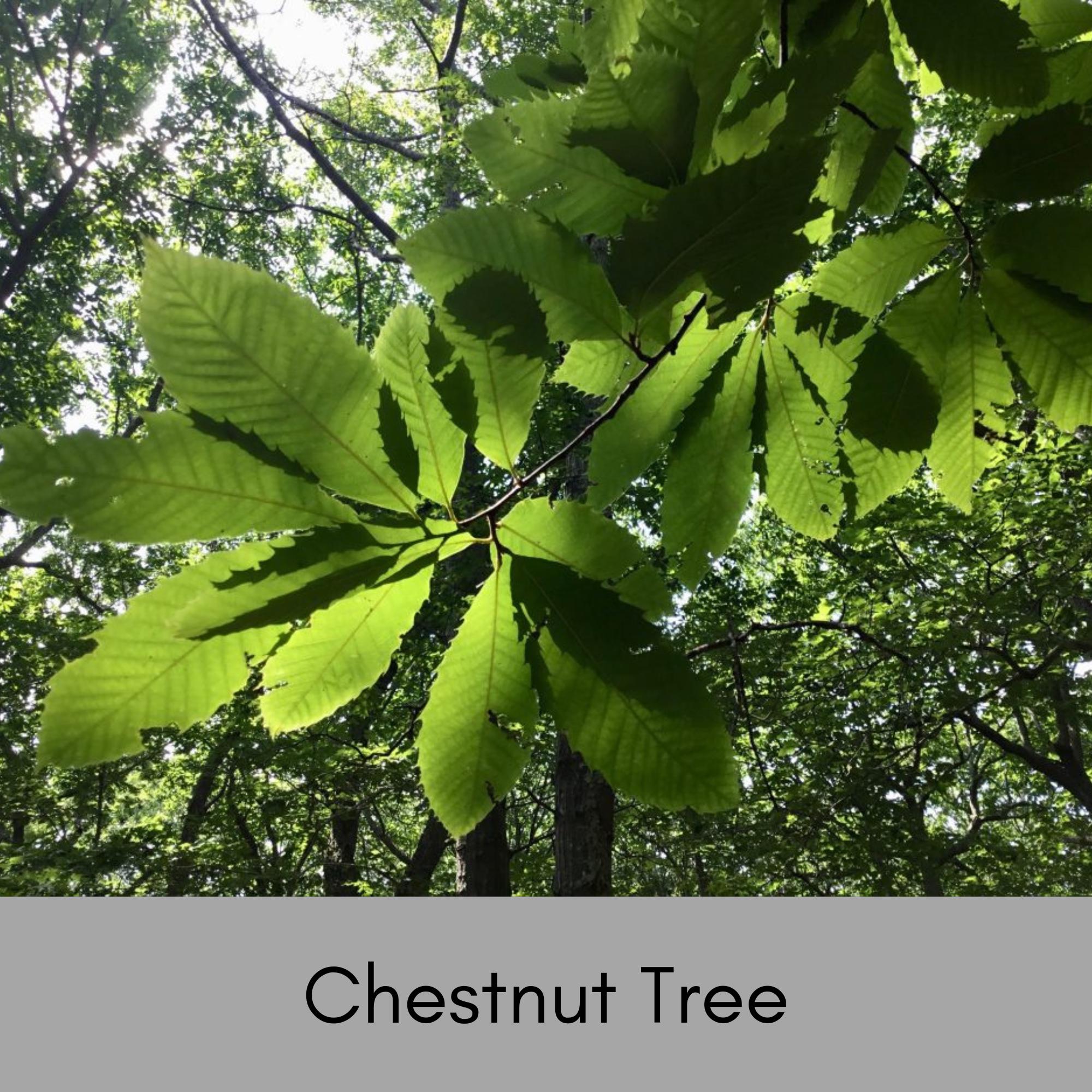 HYBRID CHESTNUT TREES, Fast Growing Shade Tree, Produces Chestnuts ...