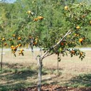 FUYU MATSUMOTO PERSIMMON 3 Gallon Size Container 36 to 48 Inches Tall Free Shipping Sweet Fruit for Canning and Fresh Fruit Bild 6