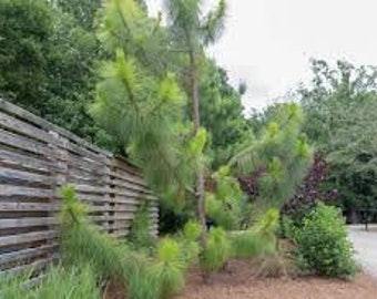 Loblolly Pine Tree | 4 To 5 Feet Tall | Free Shipping!