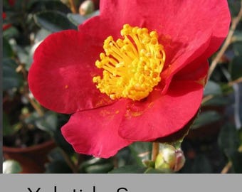 Yuletide Sasanqua Camellia | 3 Gallon | Red Winter Blooms | Evergreen Shrub | Free Shipping | Sun to Partial Shade Garden | Hedge Plants
