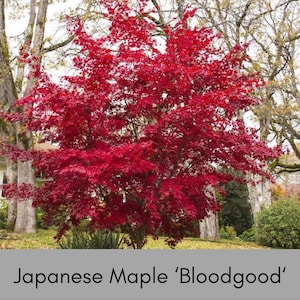 May include: A vibrant Japanese Maple 'Bloodgood' tree with deep red leaves. The tree is in a yard with other trees and green grass. The text 'Japanese Maple 'Bloodgood'' is at the bottom of the image.