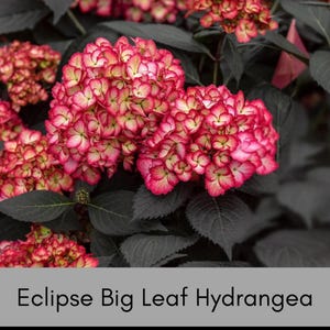 May include: A close-up of a vibrant red and white hydrangea bloom with dark green leaves. The plant is labeled "Eclipse Big Leaf Hydrangea".